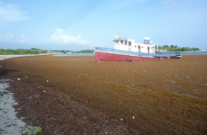 Algas marinas en playas de Barahona