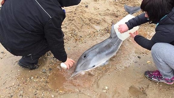 Delfín, España, Playa, Muere