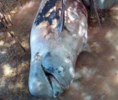 Cachalote, Playa, Barahona, Muerto