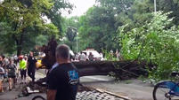Árbol que cayó en Central Park, en Nueva York, Estados Unidos