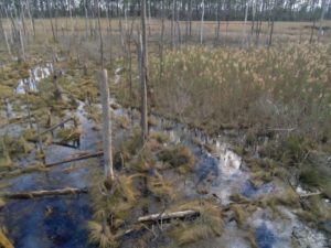 Árboles muertos como consecuencia de la crecida del mar y la llegada de agua salada en Robbins, Maryland. Los “bosques fantasmas” que afloran en las zonas costeras son una de las manifestaciones más visibles del cambio climático, según los científicos