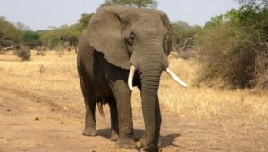 Elefante aplasta a un cazador en Namibia