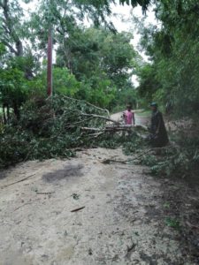 En la provincia La Altagracia, el viento derriba un árbol aproximadamente a unos 100 metros de la oficina provincial. La brigada y miembros del SENPA cortan y retiran dicho árbol de la carretera Anamuyita