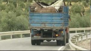 Camión transporta Caballos en Dajabón.