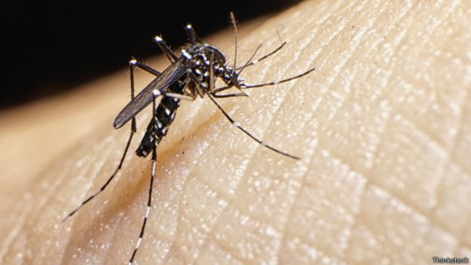 Mosquito que causa el dengue.