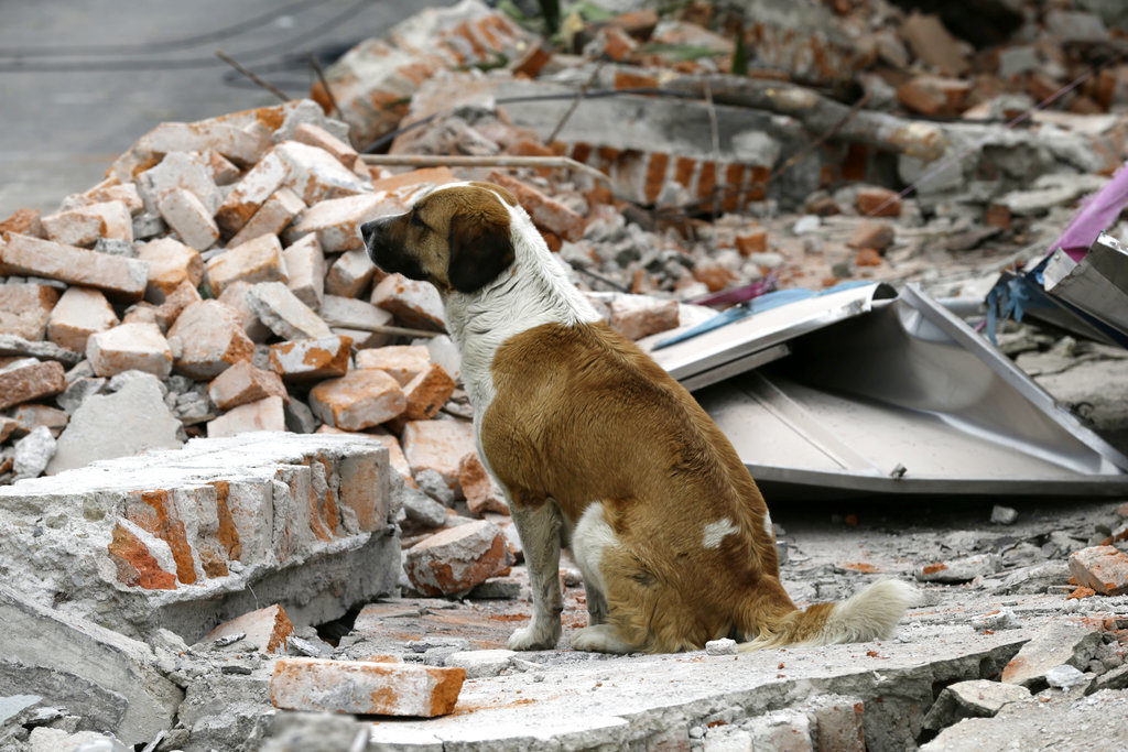 Un perro se sienta frente una pared colapsada en Ciudad de México, el viernes 8 de septiembre de 2017. (AP Photo/Marco Ugarte)