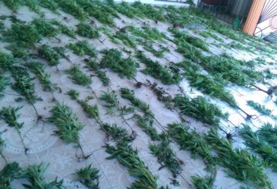 Plantas decomisada por la DNCD que presume es marihuana.