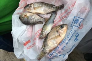 Lluvia de peces en México