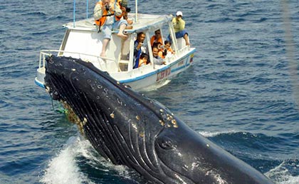 Ballenas jorobadas