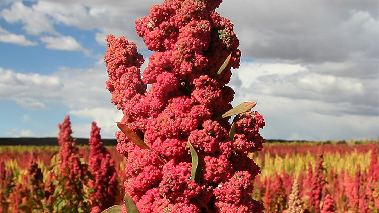 Perú es el país mayor productor de quinua