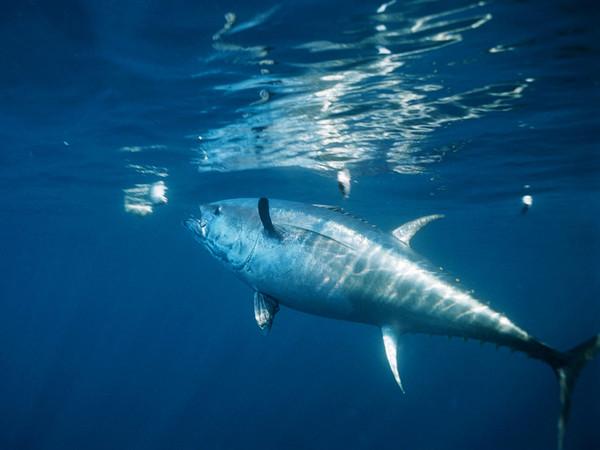 Atún de aleta azul. Foto cortesía de National Geographic.