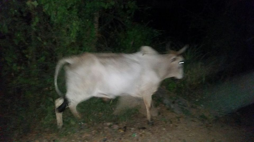 Buey robado en La Vigía, Dajabón