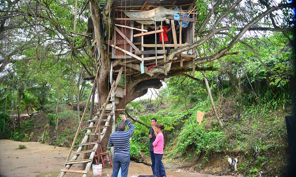 La familia Guzmán Hernández construyó su vivienda encima de un árbol de javilla.