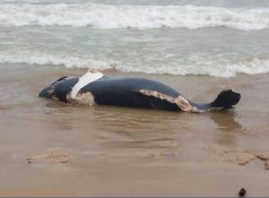 Ballena muerta en playa de Las Terrenas