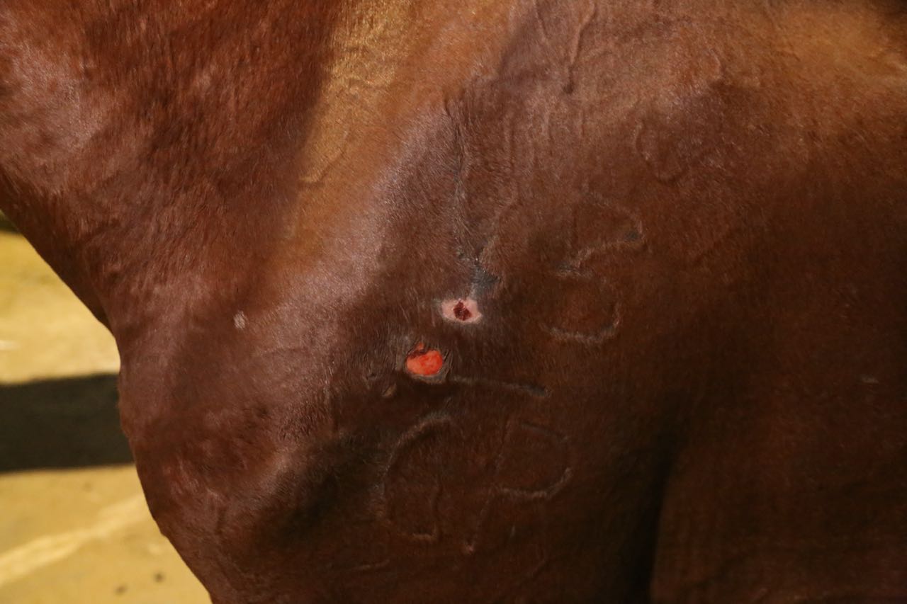Uno de los caballos heridos rescatados en el area monumental de Santiago.