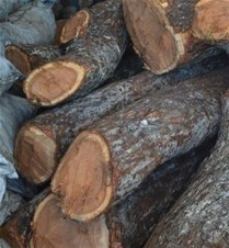 Troncos de la especie caoba decomisados en Barahona