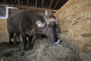 La vaca Penka en cuarentena en el pueblo Kopilovtsi, Bulgaria, el martes 12 de junio de 2018. (AP Foto/Valentina Petrova)