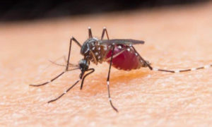 Siguen casos de malaria en Los Alcarrizos y SDO.