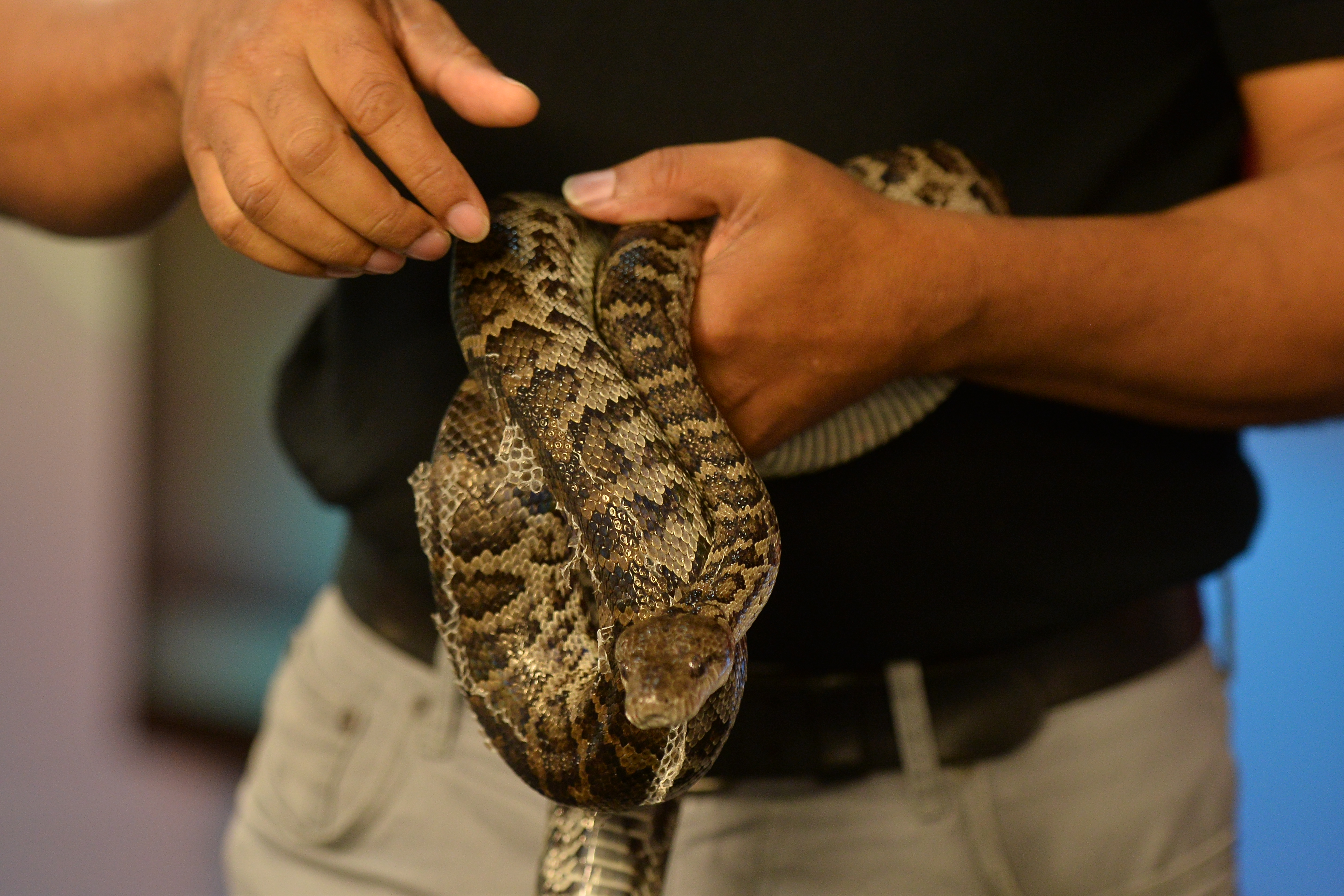 Darío Flores, especialista en reptiles, del Ministerio de Medioambiente, muestra una boa de la Hispaniola (Kelvin Mota)