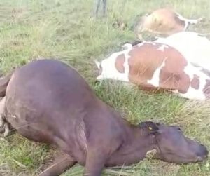 Reses muertas en Loma de Cabrera, Dajabón.