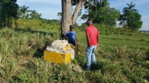 Pirámides que identificaban límites que dividen Haití y RD fueron destruidas con mandarrias por haitianos.