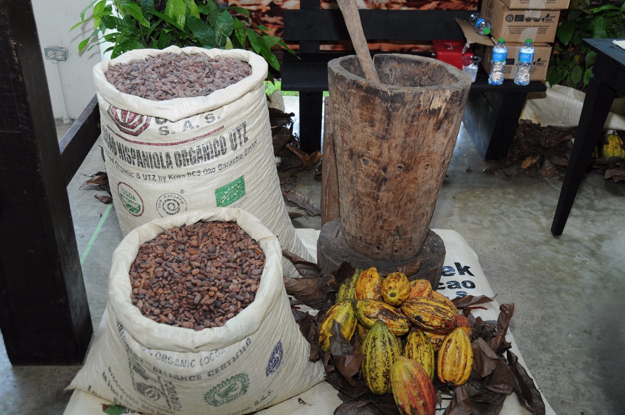 Celebran Día internacional del Cacao 