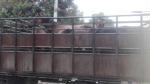 La DIGEGA informó están detenidos cinco hombres acusados de robar varios caballos en Bayaguana y Monte Playa.