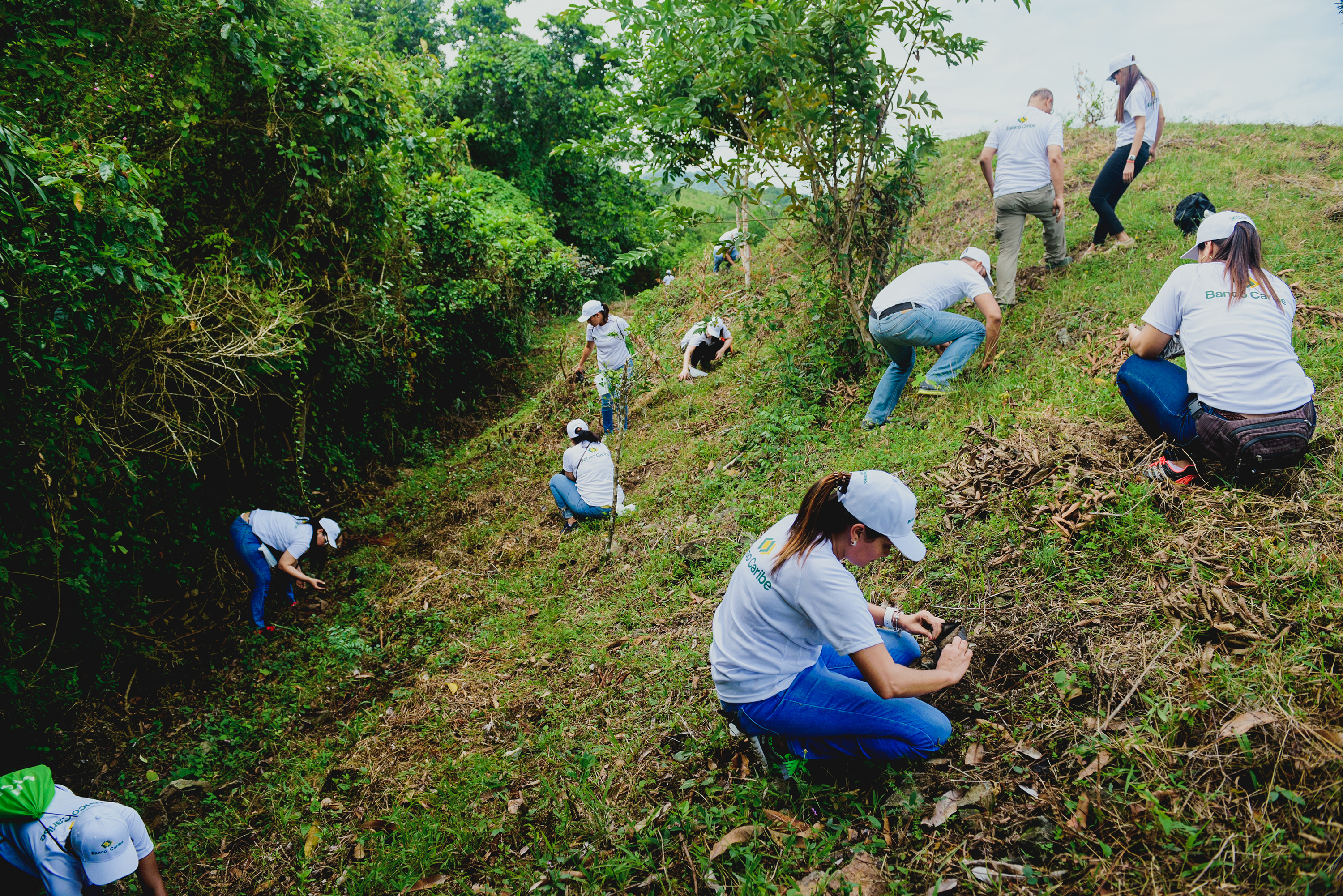 En la jornada fueron plantados 1,500 árboles de Caoba Criolla de voluntarios de Banco Caribe.
