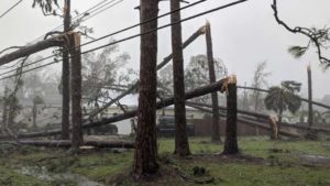 Pinos caídos en un jardín en el puerto St. Joe, Florida, en la avenida Garrison el miércoles 10 de octubre de 2018, después de que el huracán Michael tocara tierra en el noroeste de Florida. (Douglas R. Clifford/The Tampa Bay Times vía AP)