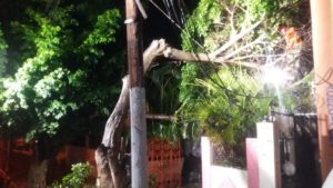 Arboles caídos por lluvias en Santiago.