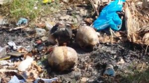 Cráneos humanos hallados en La Vega