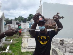 Un sapo gigante fue hallado en el Cementerio Municipal de La Romana, ubicado en la calle Duarte de esa localidad,