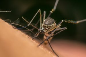 Incidencia de dengue y malaria baja entre 83 y 82% en primer semestre de 2021