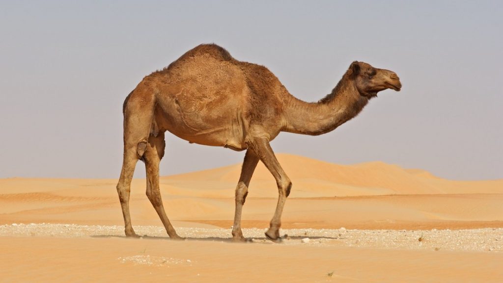 camello arábigo