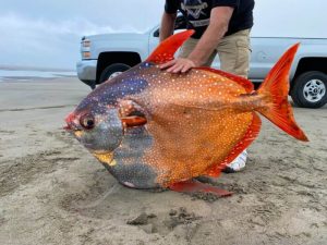 Un pez gigante que apareció en la costa del norte de Estados Unidos intriga a los científicos