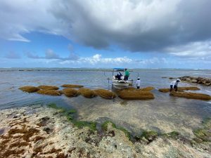 SOS Carbón inicia operaciones en alianza con sector turístico para recolectar sargazo antes que invada las playas