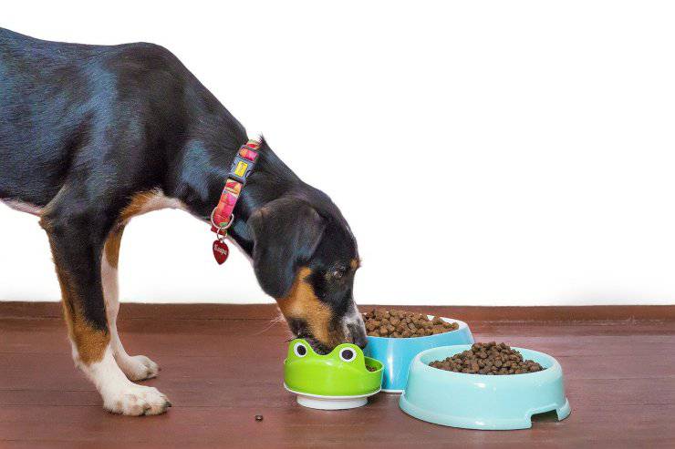 Por qué los perros protegen los platos vacíos de comida