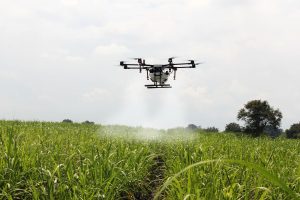Denuncian que químicos lanzados por drones matan animales domésticos en Hato Mayor