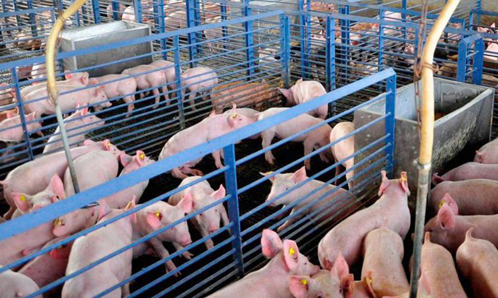La Dirección de Ganadería dice que no hay riesgo en consumir carne de cerdo