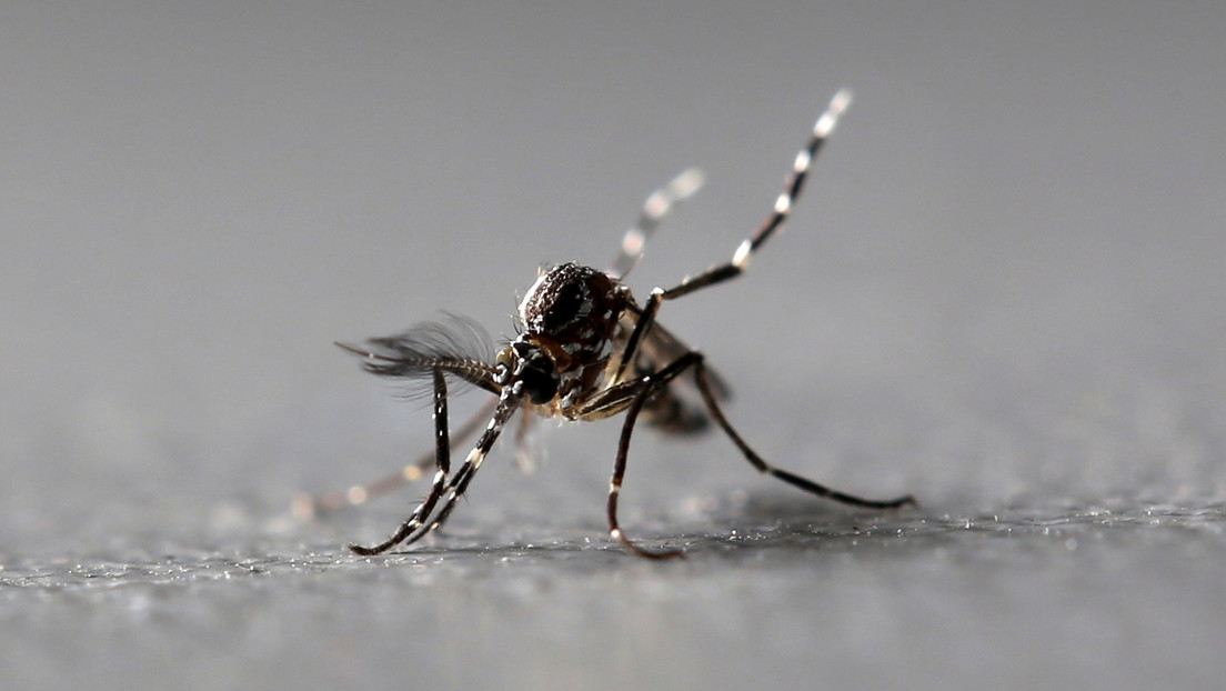Detectan mosquitos portadores de un virus capaz de paralizar a los humanos en al menos siete estados de EEUU