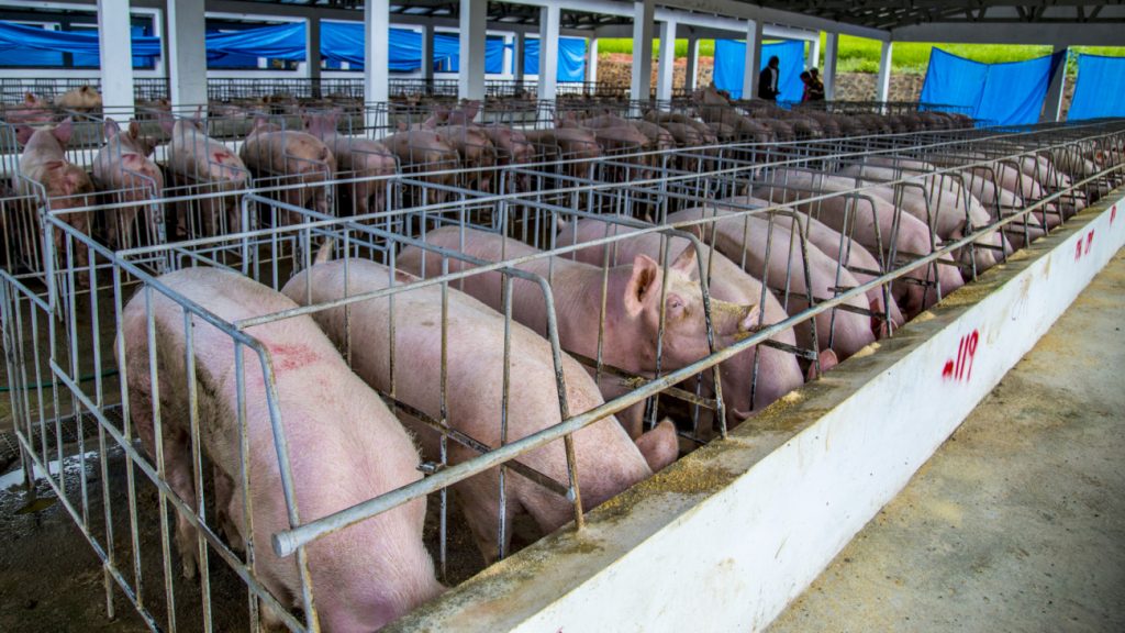 Gobierno toma medidas para proteger producción de cerdos ante brote de fiebre porcina