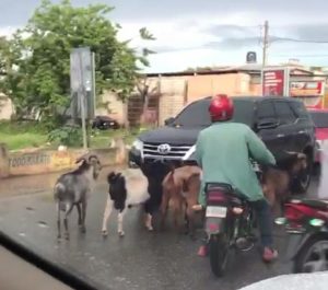 Los chivos que paran el tránsito en el hospital Antonio Musa en San Pedro de Macorís