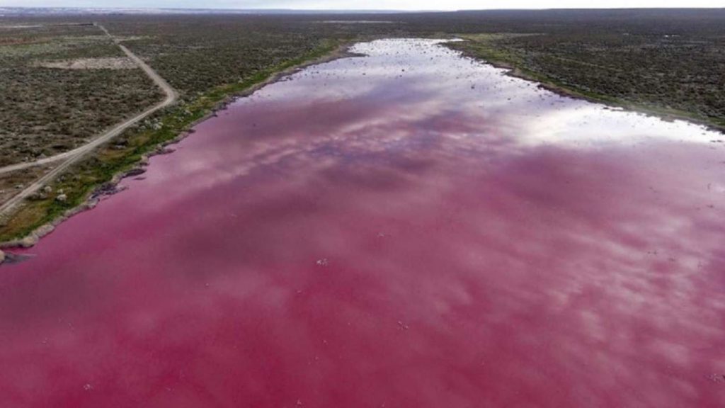 Laguna se tiñe de rosa debido a la contaminación
