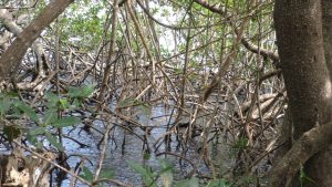 Día de los Manglares: Medio Ambiente insta a cuidar estos ecosistemas