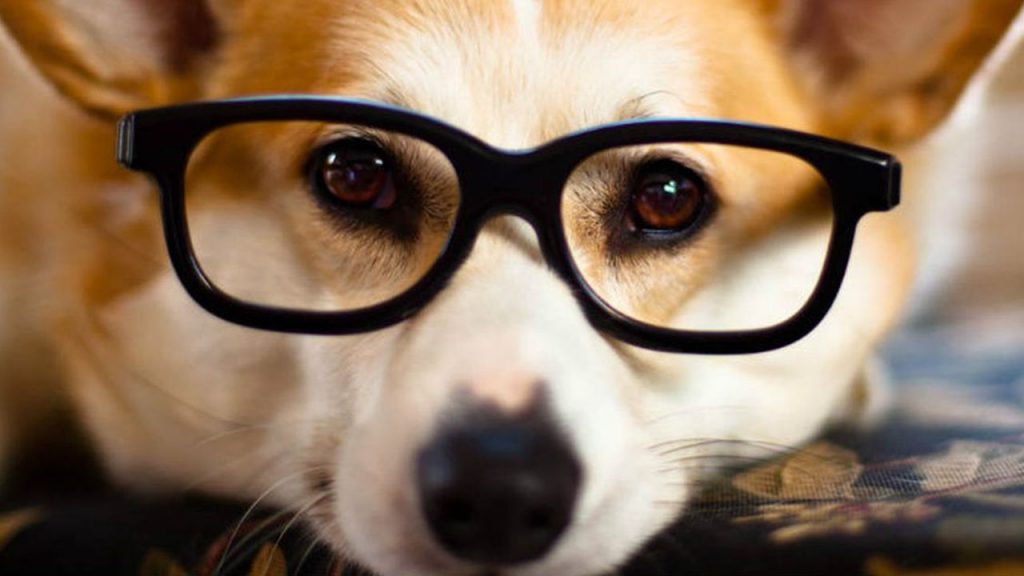 Un estudio determinó cuáles son las 10 razas de perros más inteligentes