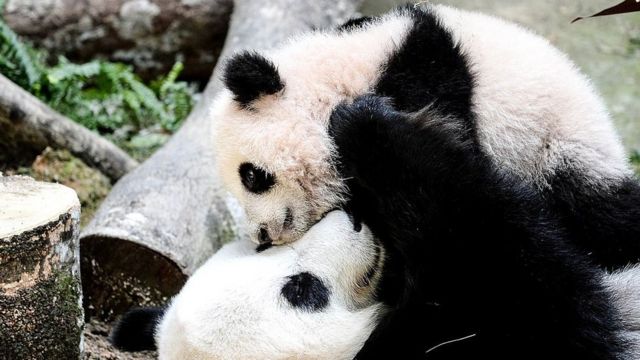El panda gigante deja de estar en peligro de extinción