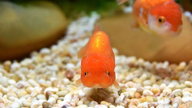 Cómo los populares peces dorados se están convirtiendo en "monstruos" en lagos y ríos de todo el mundo
