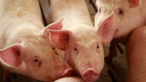 Fiebre porcina solo afecta a cerdos domésticos y salvajes; aseguran no representa peligro al ser humano