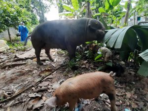 Gobierno pagará a productores los cerdos que sean sacrificados