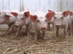 FAO emite alerta a los países de las Américas por peste porcina en RD